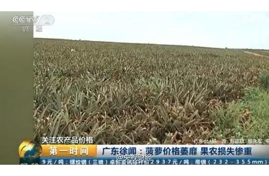 央視曝廣東菠蘿價格大跌 2毛一斤無人問津(圖)